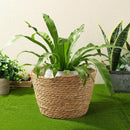 Woven Straw Flower Pot Seagrass Planters Basket Garden Plant Pot Containers Wicker Rattan Vase Sundries Organizer Storage Bins for Indoor Outdoor Plants by CozyNest Decor