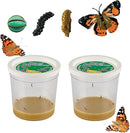 Insect Lore Two Cups of Live Caterpillars - 10 Live Painted Lady Caterpillars with Food - Includes Bonus Butterfly Life Cycle Figurines - Refill for Butterfly Garden Habitat by TinyTreasures Baby Boutique