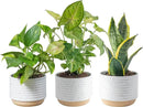 Costa Farms Live Plants (3 Pack), Easy to Grow Real Indoor Houseplants, Air Purifying Plants, Grower's Choice in Home Décor Indoors Plant Pots, New House Gift or Room Décor by GreenHaven Gardens