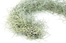 6 Pack Thick Colombian Spanish Moss Live Strands with Wire Hook - Tillandsia Usneiodes - Live Tillandsia Succulent House Plants - Home and Garden Decor - Easy Care Indoor and Outdoor Plants by GreenHaven Gardens