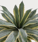 SUNPRAIRIE 32 Inch Tall Large Faux Agave Plant with Two-Tone Sawtooth Edged Leaves; Planted in Black Pot with Real Stone Pebbles. Large Artificial Plants Indoor and Outdoor. by GreenHaven Gardens
