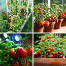 1,500+ Tomato Seeds, Heirloom Vegetable Seed for Planting Indoor Outdoor, 10 Varieties Salad Tomato Seeds Garden Hydroponic Kit, Non-GMO Home Hydroponic Fresh Food Veggie Supply by GreenHaven Gardens