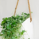 Wall Planters -Ellie- | Hanging Ceramic Plant Pots 2 Pieces | Wall Decoration for Indoors, Balcony and Garden | White (Matte) by GreenHaven Gardens