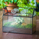 NCYP Glass Terrarium with Lid and Air Holes for Snails, Succulents Plants, Small Cactus - 10.2" x 5.9" x 8.2" House Shape Geometric Clear Box, Indoor Tabletop Decor Black (Terrarium Only) by CozyNest Decor