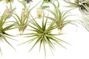 25 Pack of Classic Air Plants Variety - Live Succulent House Plants - Available in Wholesale and Bulk - Home and Garden Decor - Easy Care Indoor/Outdoor Air Plant by GreenHaven Gardens