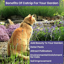 NatureZ Edge Catnip Seeds for Planting, 2.6 Grams, 4400+ Herb Seeds, Indoor or Outdoor Growing, Your Cat Will Love Them, Non-GMO by GreenHaven Gardens