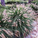 Pack 3 Fountain Grass Plants Live, 5-9 Inch Tall, Ornamental Grasses Live Plants Perennial, Well-Rooted Perennial Grass Clumps (Pink Rose Fountain Grass) by GreenHaven Gardens