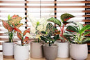 Elevate Your Space with Gardenera's Organic Potting Mix - Tailored for Thriving Aglaonema Plants and Lush Leaves - 2 Quart by GreenHaven Gardens