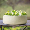 Olly & Rose Large Ceramic Planter Bowl Shallow Plant Pot - Off White Cream Ivory Flower Pot Indoor and Outdoor Decorative Bowl Garden and Home Décor by GreenHaven Gardens