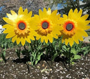 Pack of 3X Yellow Sunflower Windmill Wind Spinner Decoration Home Yard Garden Decor by CozyNest Decor