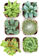 Shop Succulents Mixed Succulent Plant Pack 2" Grow Pot Pack of 6 by GreenHaven Gardens