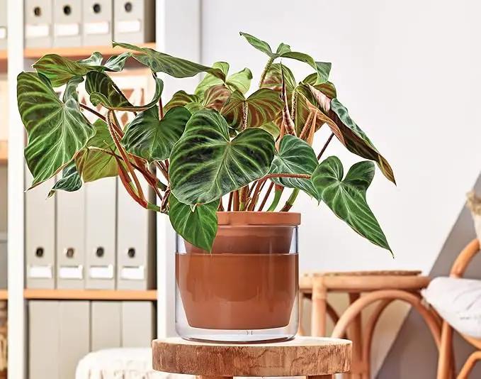 D'vine Dev 8 Inch Design Self Watering Pot for Indoor Plants, Terracotta Planter with Cylinder Glass Cup, Set of 1, 37-X-C-1, photo 3 of 7