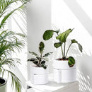 Phoenix Vine 8 Inch Self-Watering Planter Pot with Terracotta Insert, Deep Water Reservoir, and Ceramic-Alike BPA-Free Plastic Planter Pot for Plant, Modern Planter for Houseplants, White, 53-A-T-1 by CozyNest Decor