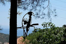 Renovatio Metal Hawk - Metal Bird Yard Decor - Tree Stake & Outdoor Art - Metal Garden Sculpture - Rusty Metal Birds Ornaments - Outdoor Bird Decorations for Garden by GreenHaven Gardens