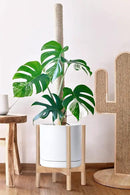 D'vine Dev Ceramic Planter with Natural Stand - 12 Inch Modern Round Flower Pot with Wood Planter Holder, White, 55-B-J-1 by GreenHaven Gardens