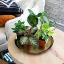 Altman Plants Live Houseplants (12PK), Indoor Plants for Delivery Prime, Live Plants and Gardening Gifts for Plant Lovers, Planters for Indoor Plants with Potting Soil, Live House Plants Indoors Live by GreenHaven Gardens