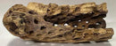 Natural Cholla Wood Chunk Large Air Plant Display Holders Individually Unique Decorative Stands or Holder (Cholla Chunk Large) by GreenHaven Gardens