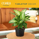 Costa Farms Dieffenbachia Live Indoor Plant, Easy to Grow Houseplant, Potted in Indoors Garden Nursery Plant Pot, Potting Soil Mix, Grower's Choice, Home and Office Plants Decor, 1 Foot Tall by GreenHaven Gardens