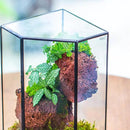 NCYP Front Opening Glass Terrarium with Door for Succulents, Small Plants - Closed Geometric Container Planter, Indoor Tabletop Wall Corner Landscape Decor, Black, 5" x 5" x 9.8" (Terrarium Only) by GreenHaven Gardens