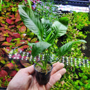 Anubias Live Aquarium Plants - Potted Freshwater Plant for Fish Tanks, Terrariums - Beginner Friendly Low Light (Heterophylla, 1 Pot) by GreenHaven Gardens