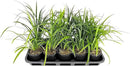 Liriope Super Blue | 10 Live 4 Inch Plants | Liriope muscari 'Super Blue' | Ornamental Ground Cover Plants | Shade-Tolerant Landscaping Perennial by GreenHaven Gardens