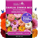 NatureZ Edge Zinnia Seeds for 2025 Planting Outdoors, Over 550 Flower Seeds, 4g, Non GMO Made in USA, Bulk Semillas De Flores para Sembrar, Dahlia Mix, Easy to Grow Zinnia Seed Mix by GreenHaven Gardens