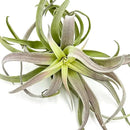 Air Plants - Tillandsia Cacticola, Jumbo 6-9" - 3ct - Live Arrival Guaranteed - House Plants for Home Decor & Gift by GreenHaven Gardens