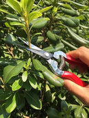 gonicc Professional Micro-Tip Pruning Snip (GPPS-1008), Small Garden Hand Pruner & shears For Arranging Flowers, Trimming Plants & Hydroponic Herbs, And Harvesting Fruits & Vegetables. by GreenHaven Gardens