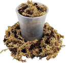 Premium Orchid Mix by GARDENERA | Fern + New Zealand Pine Bark + Sphagnum Moss + Perlite | Best for Growing and Repotting Orchids - 5 Quart Bag by GreenHaven Gardens