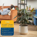 Costa Farms Burgundy Rubber Plant, Live Indoor Ficus Elastica Tree, Live Indoors Houseplant in Décor Planter Pot, Potting Soil Mix, Gift for Housewarming New House, Home or Office Decor, 2-3 Feet Tall by GreenHaven Gardens
