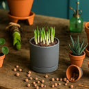 D'vine Dev Set of 4 Small Ceramic Plant Pots, 3.5 Inch Succulent Planter Pot for Plants with Drainage Hole and Saucer, Grey, 94-X-A-3 by GreenHaven Gardens