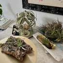 Air Plants - Loki Gift Box - 9ct - Live Arrival Guaranteed - House Plants for Home Decor & Gift by GreenHaven Gardens