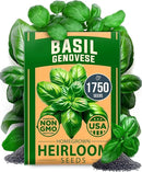 HOME GROWN 𝗨𝗦𝗔 𝗣𝗥𝗘𝗠𝗜𝗨𝗠 Genovese Basil Seeds Pack 1,750+ High Germination 𝗡𝗢𝗡-𝗚𝗠𝗢 Heirloom Seeds (Ocimum basilicum) Herb Seeds for Planting Indoor & Outdoor Gardening, for Culinary Use by GreenHaven Gardens