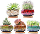 Cute Ceramic Succulent Garden Pots, Planter with Drainage and Attached Saucer, Set of 5 -Plants Not Included (Round) by GreenHaven Gardens