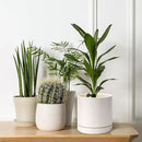 D'vine Dev Set of 2 Plants Pots, 6.5 Inch Ceramic Planter Pot for Plants with Drainage Hole and Saucer, Oatmeal, 94-V-C-8 by GreenHaven Gardens