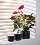 Ton Sin Plant Pots, 4.1+5.1+6.5 inch, Set of 3, Ceramic Planters with Drainage Hole and Saucer, Indoor Flower Pot with Hole Mesh Pad, Gifts for Mom（Matte Black） by GreenHaven Gardens