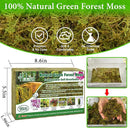 Halatool 0.75LB Green Forest Moss for Plant Indoor- 18QT Natural Orchid Moss Sphagnum for Potting Mix, Real Dry Moss for Repotting Potted Plants Orchids Succulent Carnivorous Cactus Pothos by GreenHaven Gardens