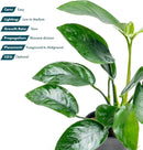Anubias Live Aquarium Plants - Anubias Nana Tropica (Anubias barteri Nana) - Low Light Epiphytic Rhizome for Foreground to Midground Freshwater Aquascapes, Dark Green Accent - Pot by GreenHaven Gardens