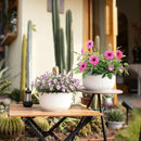 T4U 10 Inch Self Watering Pots for Indoor Plants, Plastic Plant Pots with Drainage Hole, Large Flower Pots for Indoor Outdoor Plants Cactus, Garden, Set of 2, White by GreenHaven Gardens