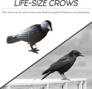 NACH Cast Iron Crow Statue, Head to Side Raven, Large Garden Statues, Crow Garden Sculpture, Bird Figurines Home Decor, Crow Decor, Raven Decor, Black Bird Statue, 4 x 11 x 6.5 inches, JS-90-7115 by GreenHaven Gardens