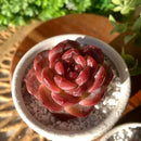 FWPP Live Succulents Plants Echeveria Snow Lotus 2 inches,Rare red Succulents Bare Root Without Pot Soil, Live Plants Indoor Office Decoration Wedding and Gift by GreenHaven Gardens