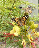 Insect Lore Two Cups of Live Caterpillars - 10 Live Painted Lady Caterpillars with Food - Includes Bonus Butterfly Life Cycle Figurines - Refill for Butterfly Garden Habitat by TinyTreasures Baby Boutique