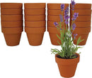 Buzzy Seeds Terracotta Mini Grow Pots | Herb, Plant, Flower Starter Kit for Kids & Adults | Assorted 20-Pack, | Lavender Seeds Guaranteed to Grow | Best Indoor Grow Your Own Plant Gardening Gift by GreenHaven Gardens