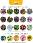 Costa Farms Live Plant Gift Box, Succulent Live Indoor Houseplant, Perfect Birthday and Holiday Gift, Includes Mini Succulent, Insulated Tumbler, Soy Candle, Collectible Sticker, Cute Room Decor by GreenHaven Gardens