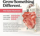 Pink Oyster Mushroom Grow Kit, Grow Your Own Fresh Gourmet Mushrooms at Home, Includes Instructions and Recipes (Pink Oyster) by GreenHaven Gardens