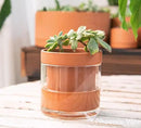 Phoenix Vine 4 Inch Self Watering Planter Pot, Terracotta Clay Pot with Glass Reservoir for Indoor Plants, Herbs, Flowers, Set of 2, 52-A-E-2 by GreenHaven Gardens