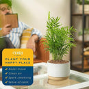 Costa Farms Parlor Palm, Neanthebella Tropical Live Plant, Easy to Grow Palm Houseplant Potted in Décor Plant Pot, Unique Plant Lover Gift, Living Room Home and Office Décor, 1 Foot Tall by GreenHaven Gardens