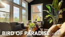 Orange Bird of Paradise | Strelitzia Reginae | 3 Live Plants | Tropical Perennial Blooming Specimen by GreenHaven Gardens