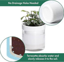 Phoenix Vine 4 Inch Self Watering Planter, White Terracotta Clay Pot with Glass Reservoir for Indoor Plants, Herbs, Flowers, Set of 2, 52-B-E-2 by GreenHaven Gardens