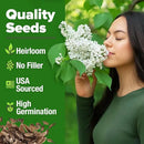 HOME GROWN 𝗨𝗦𝗔 53 White Lilac Flower Seeds Non-GMO, Heirloom Tree Seeds for Planting, Fragrant Flowering Tree Seeds for Landscaping, Pollinator Gardens, and Ornamental Borders (Syringa reticulata) by GreenHaven Gardens